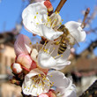 canvas print picture - Bee fetching nectar from flower