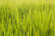 Green field at country