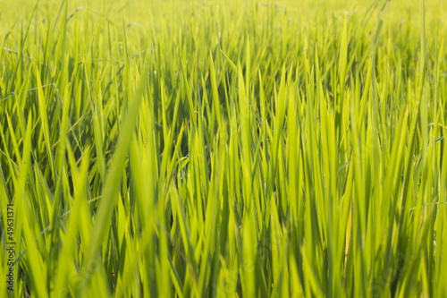 Photo: Green field at country Green field at country