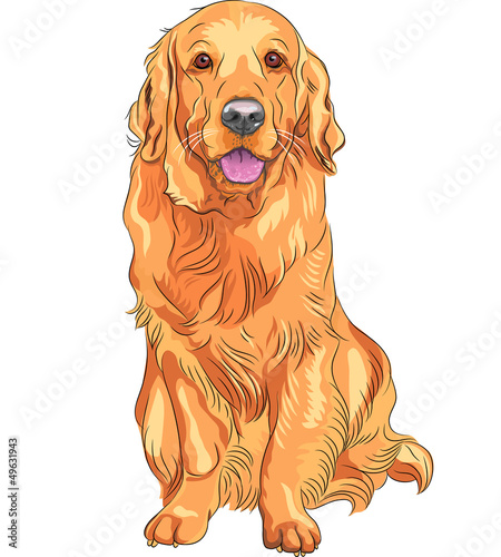 Vector: vector sketch red gun dog breed Golden Retriever vector sketch red gun dog breed Golden Retriever
