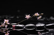 Flowering branch of the cherry-tree with zen stones