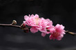 cherry blossom sakura on black