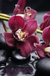 set of branch gorgeous red orchid on stones reflection