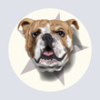 bulldog portrait vector illustration