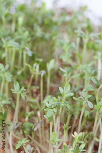 Photo: Cress Cress