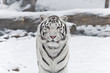 snow tiger