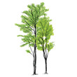 Tree Vector - Hand Drawn