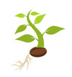 Seedling