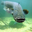 Underwater photo of The Catfish (Silurus Glanis).