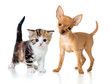 Photo: puppy and kitten isolated on white puppy and kitten isolated on white