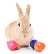 Foto: Osterhase Osterhase