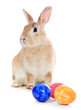 Foto: Osterhase Osterhase