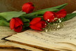 Foto: tulpen & tulpen &