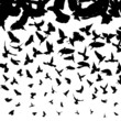 Flying birds
