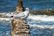 Möwe