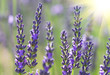 beautiful lavenders