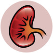 Kidney Icon