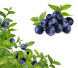 bkueberries_leaves_frame