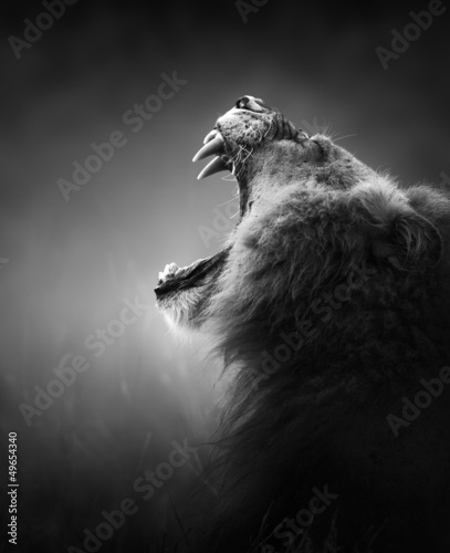 Fototapeta Lion displaying dangerous teeth