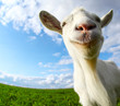 Goat