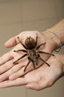 Photo: Spider on a woman hand sitting Spider on a woman hand sitting