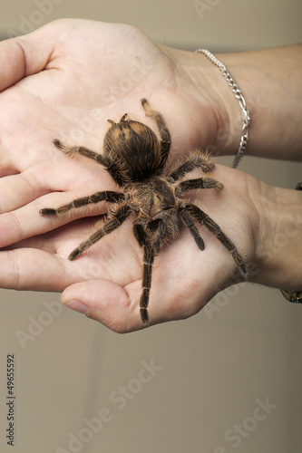 Photo: Arachnid Monster - Brown Spider wandering Arachnid Monster - Brown Spider wandering