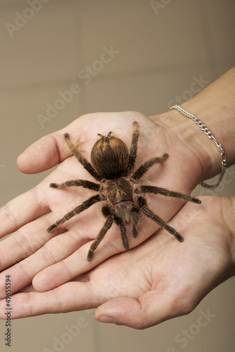 Photo: Spider on a woman hand sitting Spider on a woman hand sitting