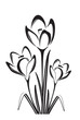 Black and white drawing of crocus