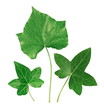 Feuilles de lierre