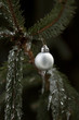 Photo: icy green prickly branches of a fur-tree or pine icy green prickly branches of a fur-tree or pine