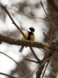 Photo: Tit perched on a stick Tit perched on a stick