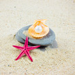 The exotic sea shell . treasure from the sea.