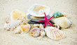 The exotic sea shell . treasure from the sea.