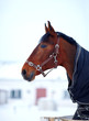 Portrait of a sports stallion in a body cloth.