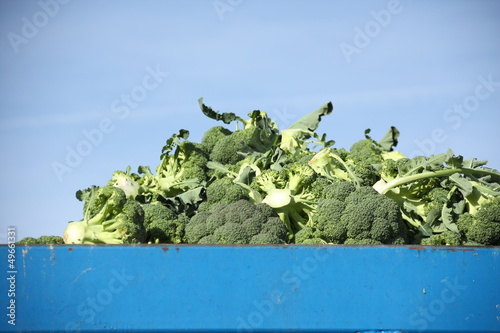Photo: Brocoli Brocoli