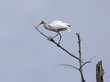 Photo: White Ibis Standing on The Tree White Ibis Standing on The Tree
