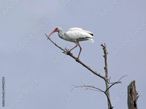 Photo: White Ibis Standing on The Tree White Ibis Standing on The Tree