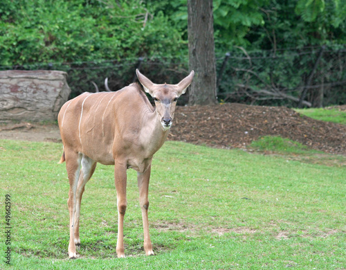 Photo: A Greater Kudu standing on the green grass A Greater Kudu standing on the green grass