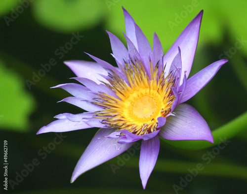 Photo: Purple Waterlily Purple Waterlily