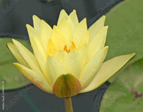 Photo: Yellow Waterlily Close up Yellow Waterlily Close up