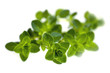 Foto: Thyme Isolated Thyme Isolated