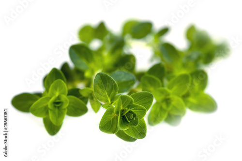 Photo: Thyme Isolated Thyme Isolated