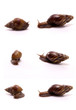 snail