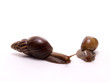 snail