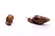 snail