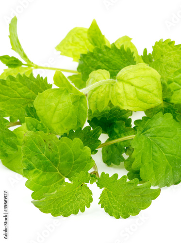 Photo: Mint and Lemon Balm Mint and Lemon Balm