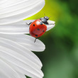 ladybird on camomile flower