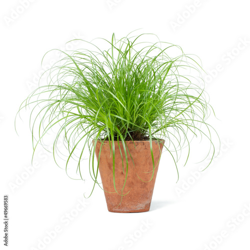 Photo: Cyperus Zumula Katzengras Cyperus Zumula Katzengras