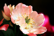 Photo: American peony bud American peony bud