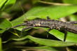 Stick insect in habitat